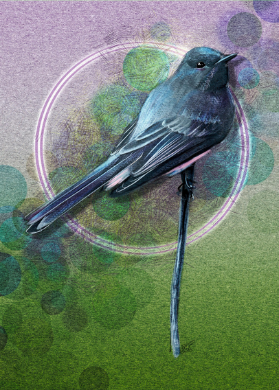 Illustration of a Black Phoebe bird, perched on a stick. Behind the bird is a green paper texture with gradients at the top and bottom in pink and green. A Blue bokeh lighting effect splays across the back, with crosshatching and a halo of purple and white.