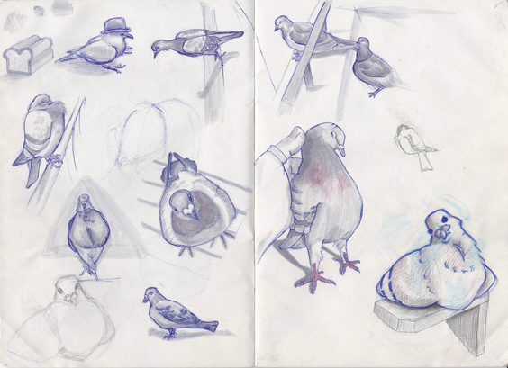 A double page sketchbook spread full of pigeon sketches in blue biro, grey brush pen and some grey and red graphite. There are 10 rendered pigeons, two pencilled in and for some reason I also drew a loaf of bread. One pigeon top left is wearing a bowler hat, a pair top right one is perched and the other is pecking at their tail feathers. On the right a perched pigeon is fluffed up keeping warm with its head tucked into the neck feathers. One in the middle is looking directly up at the viewer and the next sketch has a hand cradling the bird. Bottom right is perched on a shelf, head sweetly tilted left but the outline has gone hairy from being sprayed with fixative oops