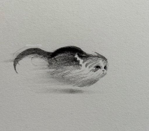 a small graphite drawing by ShouXin of a relaxed cat, made with emphatic pencil strokes