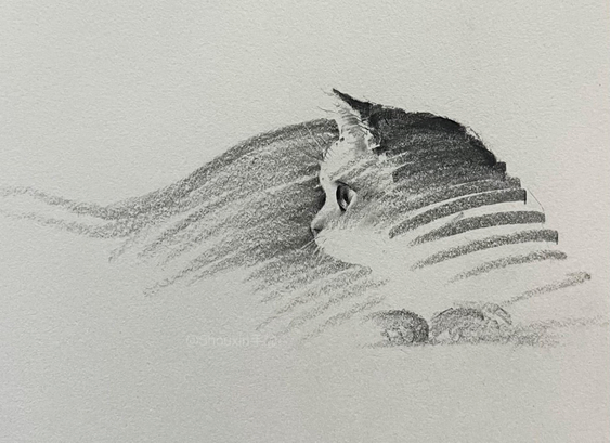 a small graphite drawing by ShouXin of a relaxed cat, made with emphatic pencil strokes
