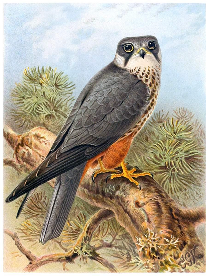 Color lithograph depicting an adult male Eurasian hobby (Falco subbuteo) in full summer plumage perched on the branch of a conifer.