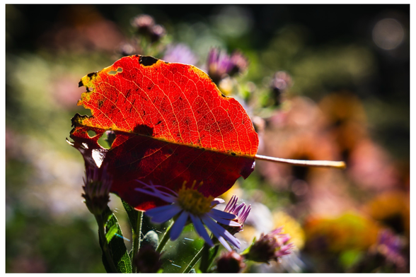 Rotes Blatt in bunter Hecke an Bokeh-Garnitur. 