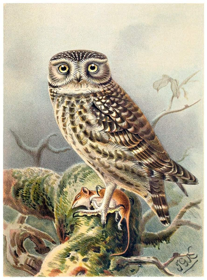 hromolithograph depicting a little owl (Athene noctua) perched on a mossy branch, looking at the viewer while clutching a mouse or a shrew in its talons.