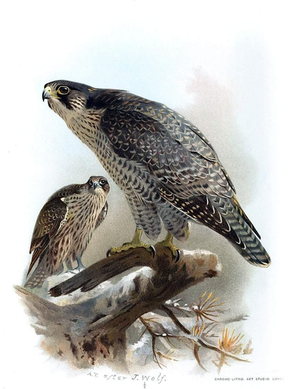 Chromolithograph depicting a gyrfalcon seen from the side, perched on a broken branch partly covered in snow. Its mate, presumably, can be seen a little farther behind. 