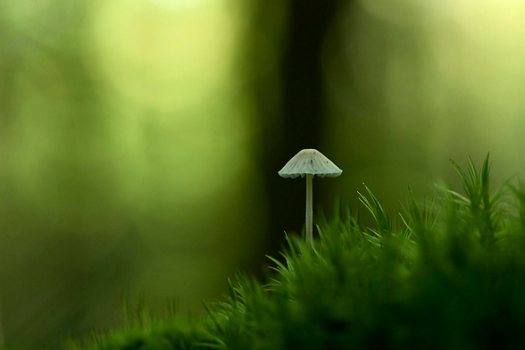 A solitary Mycena Bonnet mushroom stands tall above vibrant green moss in a woodland clearing. The mushroom has a tiny, translucent white cap with delicate edges, perched on a slender, pale stem. A dark, softly blurred forest backdrop surrounds the fragile fungus, creating a dreamy, peaceful scene.