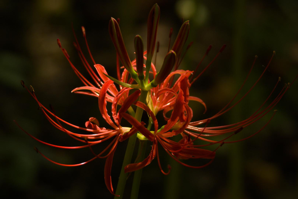 A set of red spider lily flowers against the shadows of the afternoon