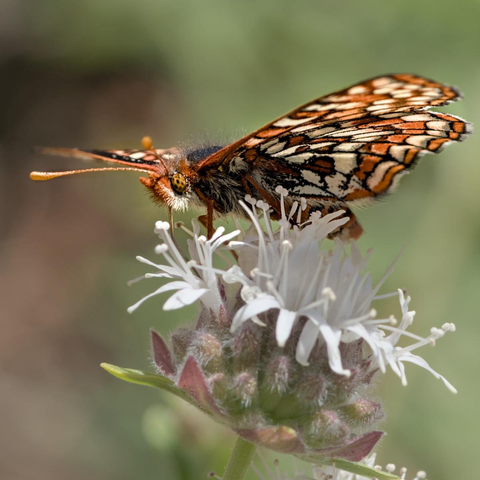 A square color photo of a butterfly on a white flower. The butterfly is speckled colored with tan, orange-brown, and black splotches. Its eyes are orange-brown with black speckles. Its wings are spread flat. The flower is white and made up of a cluster of small flowers. The flower is about the same size as the butterfly. 