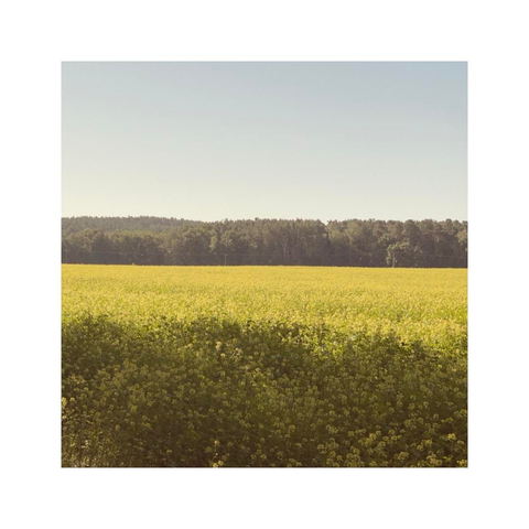 a square image composed of several horizontal stripes. at the bottom there's a horizontal layer of dark shadows, above there's a layer of a yellow field of rape, the next layer is showing some dark forest in the background while the last layer pictures the blue sky
