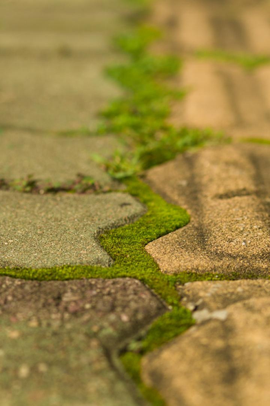 Moss growing in a zigzagging crack between sidewalk bricks