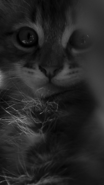 Portrait of a cute kitten. (Version françæ) Portrait d’æn mignæn chatæn.