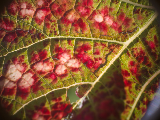 Macro of a wine leaf
