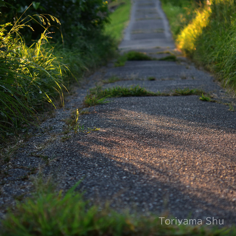 夕暮れの道
夕日が斜めに差し込んできている