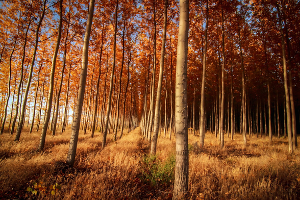 A dense forest of tall, slender trees with smooth gray trunks stretches into the distance, creating a symmetrical corridor effect. The canopy is filled with vibrant orange autumn leaves glowing warmly in the sunlight, while golden-brown grass covers the forest floor. The light filters in from the left, enhancing the rich fall colors against a backdrop of clear blue sky peeking through the foliage.