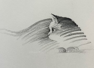 A detailed pencil sketch of a cat's head in profile, looking to the left. Its body and hindquarters are rendered with broad, sweeping pencil strokes that create a sense of motion or fading into the white background, with only its front paws being clearly defined.