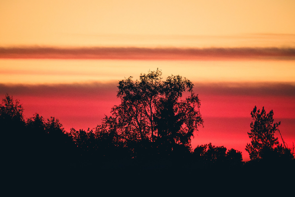 A telephoto photograph of the glowing sky just after sunset. In the foreground is a sihlouetted tree line sloping down from the middle left towards the lower right, with a large tree in the middle that stands out from the general line.

In the background sky, the lower part and a small band further up are glowing intensely red, with one band between them and one at the very top being light yellow.