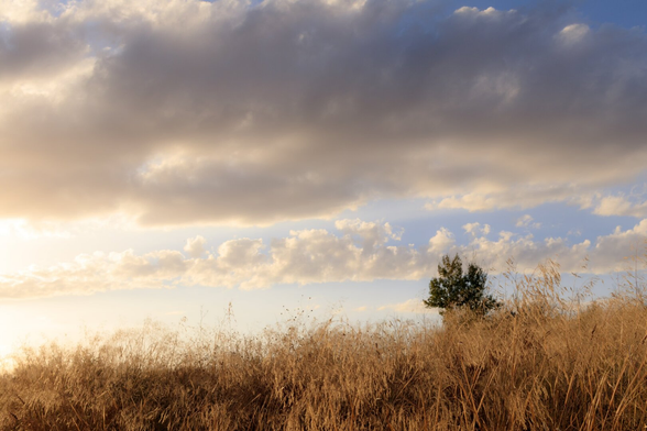 Imagen donde se ve en el tercio inferior un campo de hierbas secas sobre el que asoma un árbol en la parte derecha. Sobre el campo y el árbol, un cielo de nubes iluminado por un foco de luz del atardecer que viene del lado izquierdo. |

English: An image showing a field of dry grass in the lower third, with a tree looming on the right. Above the field and tree, a cloudy sky is illuminated by a spotlight of sunset light coming from the left.