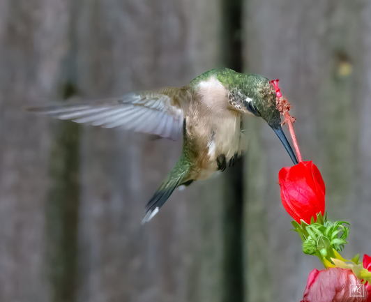 Color photo of a ruby-throated hummingbird hovering and feeding from a bright red Turks Cap flower. 