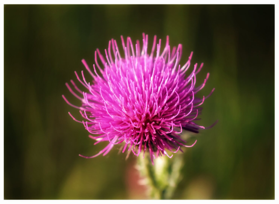 A close-up of a vibrant, spiky thistle flower in full bloom, showcasing its intricate, needle-like petals in shades of bright pink and purple. The flower stands out sharply against a soft, blurred green background, highlighting its detailed texture and vivid colour. The image captures the thistle’s unique, almost otherworldly appearance, with a focus on its central cluster of fine, radiating petals.