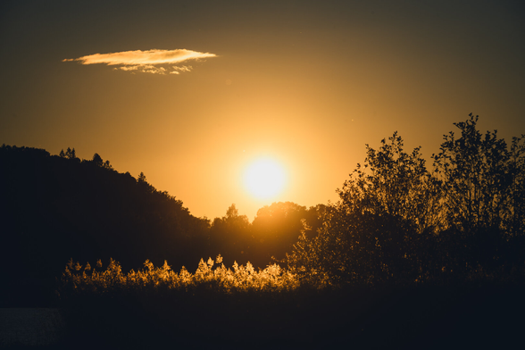 A photo of the setting sun. The sun is in the centre of the image, just above a tree line than goes through the entire image from left to right. On the left as a round hill and then in the middle and right part, quite low and straight.

In the foreground are a couple of trees on the rightpartyly reflecting the sunlight so they can be discerned against the sihlouetted treeline behind, and where they rise above the line, as sihlouettes themselves against the bright sky.

To the left of the trees is a row of reeds, the tips of which glow bright in the sunlight and the bottom part entirely black. In the bottom left corner, almost invisble in the shadow, a small piece of a lake is visible.

The entire image is almost monochrome from the yellow glow of the setting sun, but the sky has a slight blue tint furthest away in the corners. A single small cloud is in the sky, above the hill.