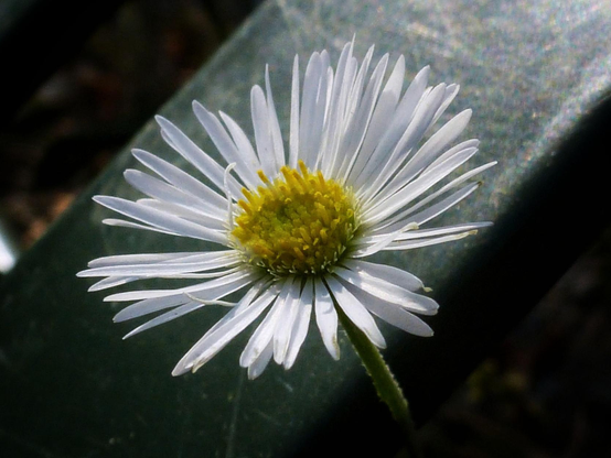 A daisy fleabane flower pokes out from between the lattice on an old metal bench.