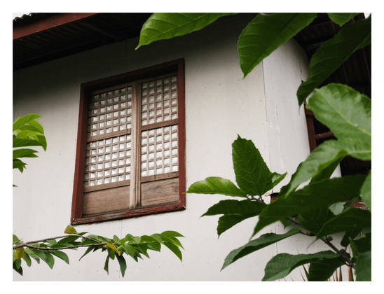 A close-up view of a traditional Filipino Capiz shell window on a light-colored house. Lush green foliage partially frames the scene.