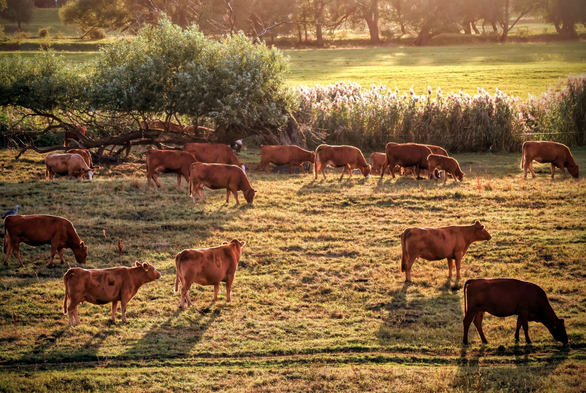 A serene pastoral scene of a herd of brown cows grazing peacefully in a sunlit meadow during golden hour. The cows are spread out across the lush, green field, some standing and some bending down to graze. All cows are facing to the right. The background features tall grasses, bushes, and trees, casting gentle shadows and adding depth to the landscape. The warm, golden sunlight enhances the tranquil and idyllic atmosphere of the countryside.