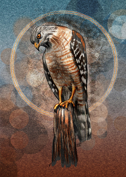Illustration of a Red-Shouldered Hawk, perched on a wood stump, surrounded by crosshatching, a bokeh lighting effect and a paper texture. Colors are predominantly teal blue, orange, brown, and black.