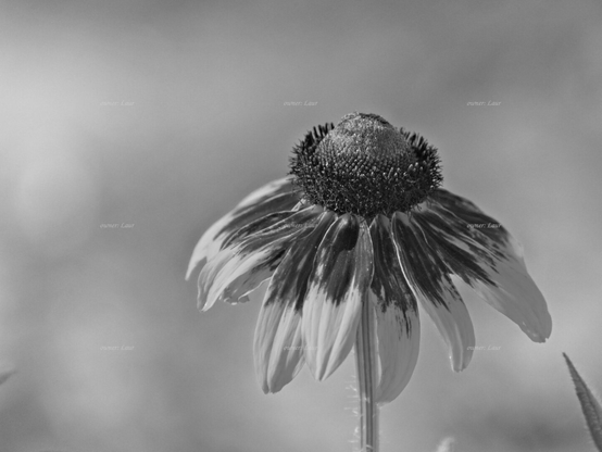 Flower, closeup, black and white, photo