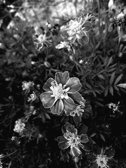 Black and white photo of marigold flowers, showing several blooms in various stages of opening, and many more buds and flowers in the background. 
The central flower is the most detailed, with layered petals and a textured center, surrounded by others in soft focus, creating a textured depth. The background features foliage and a garden fence in abstract focus.
