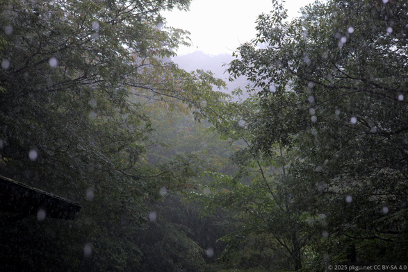 Rainy forest, Yakushima, Japan.