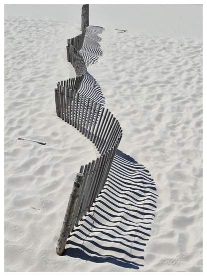A piece of fencing buried in the sand (attempting to stop soil erosion). The shadow of the fence makes it look like the skeleton of a snake.