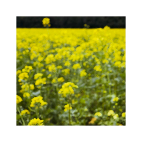 a slightly blurry image of a bright yellow field of rape. there's a dark, almost black horizontal stripe at the top of the square image giving an idea of the forest behind the field. one lonesome yellow blossom is higher than the rest and is covering parts of that black stripe
