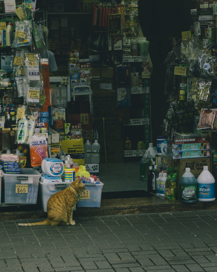 an orange tabby cat sits in front of a shop