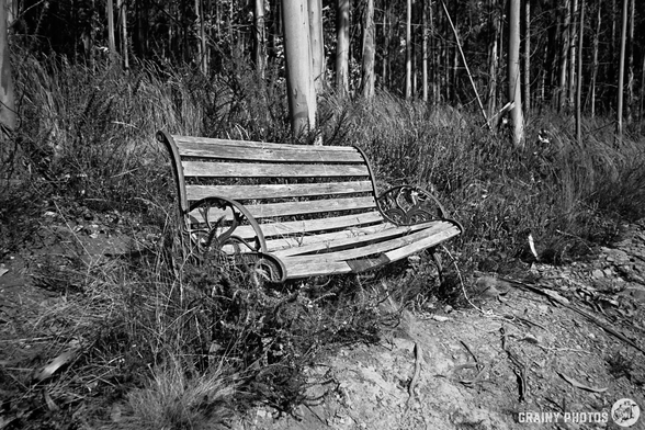 A black-and-white film photo of an old Bench by a eucalyptus tree plantation