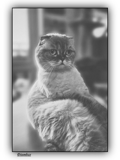 Black-and-white analog portrait of a Scottish Fold cat. She’s sitting upright, slightly turned to the side, looking calm and totally owning the moment — posing comes naturally to her. The light brings out the texture of her fur, especially around the face and chest. The background’s nicely blurred, with a soft depth — you can spot part of a window on the left and another on the right. The whole frame draws you straight to her expression. Quiet, elegant, and a bit tender.