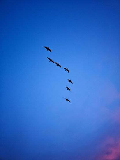 Seven birds flying on a formation in a blue evening sky during sunset. The bottom right corner shows pink colors from the sunset.