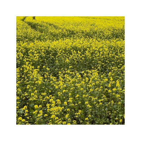 a broader view over a yellow field of blossoming rape. in the distance there are some parallel machine ruts