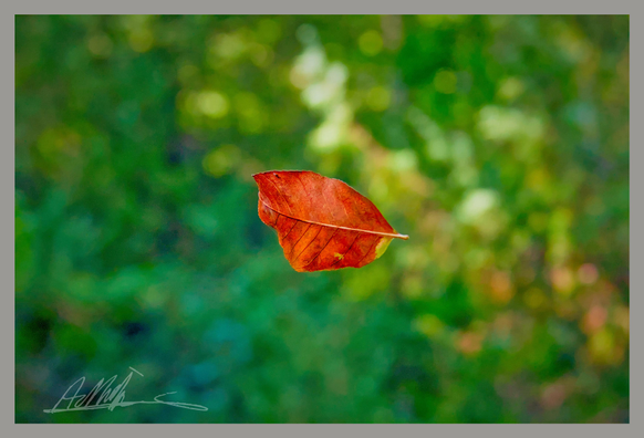 A single orange brown leaf in the centre of the image, floating against a mottled green background