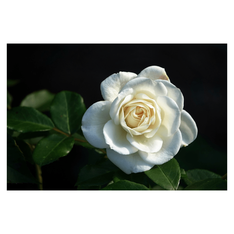 This is a landscape format colour image of a white rose in full bloom. Taken close up, the light picks out the petals while the foliage is in shadow. Taken in Yorkshire with a Sony RX10.