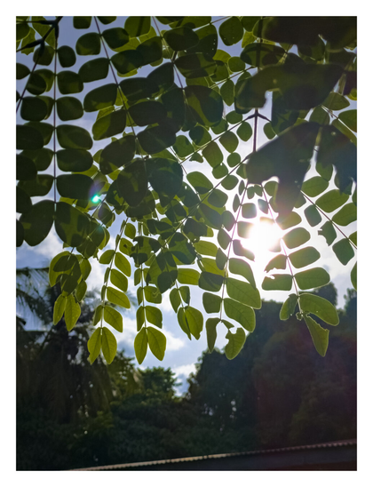 A bright sun shining through the green leaves of a tree.