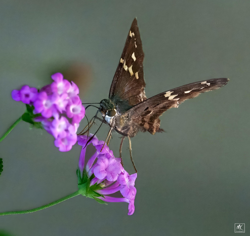 Close up color photo of a hairy long-tailed skipper butterfly perched and feeding on a cluster of small pink lantana flowers. 