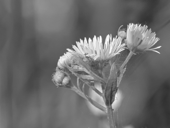 Flowers, closeup, black and white, photo