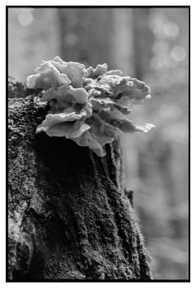 Black and white photo in portrait orientation. A mushroom (meripilus giganteus?) is growing out of moss covered tree trunk.