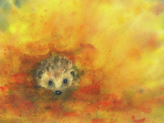 A small hedgehog peers curiously out of a pile of vibrant autumn leaves that he has gathered for the winter. Its brown fur blends harmoniously into the warm tones of the surroundings bathed in the golden autumn sun. The background features rich, warm colors, creating a cozy atmosphere.
Hedgehog in autumn foliage is a hand-painted watercolour painting by artist Karen Kaspar.