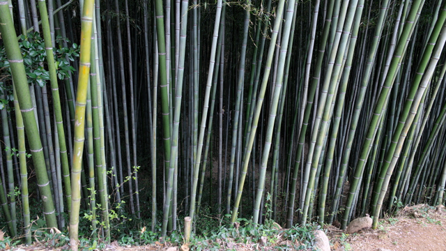 The bamboo forest in Baegundong garden, Gangjin, Jeollanam-do, Korea.