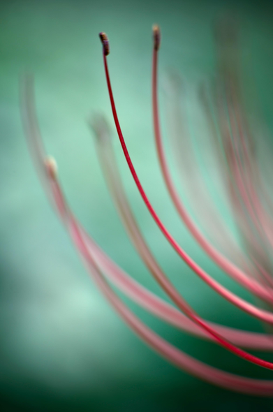 Eight or ten Cluster amarylis stamen reaching from the bottom right of the frame arching gracefully towards the centre. They are in various levels of clarity against a blurred, jade colored background. The central stamen is the sharpest and of a deep red hue. The others are reddish-pink depending on how focussed they are.
