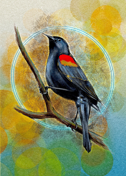 Illustration of a Red-Winged Blackbird perched on a branch. Behind the bird is a paper texture with a blue gradient at the bottom, as well as an orange & green bokeh lighting effect, crosshatching, and a double halo of blue glowing light.
