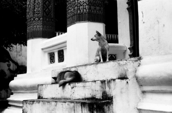 Chiens devant un temple au Laos
