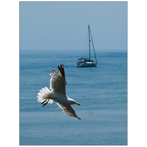 This image captures a serene seascape with a seagull in flight as the focal point. The seagull, with its wings spread wide, is positioned in the foreground. In the background, a sailboat is swimming on the calm, blue ocean. The sky is clear, blending seamlessly with the horizon (draft by mistral.ai, revised by author)