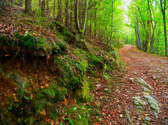 Mossy stones and roots along the thayatalweg, waldviertel, lower austria
